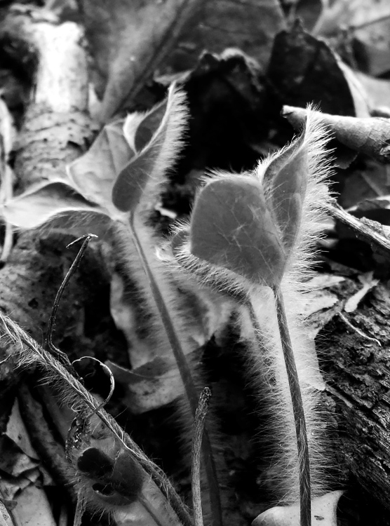 new hepatica leaves