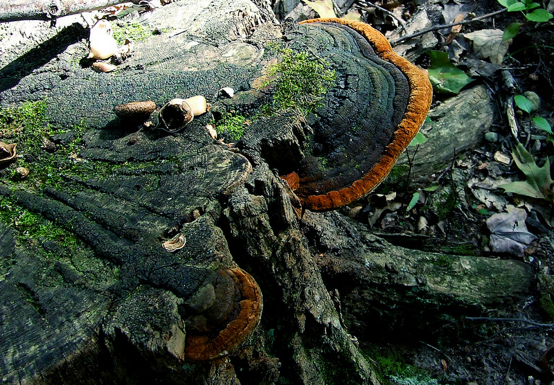 shelf fungi on stump
