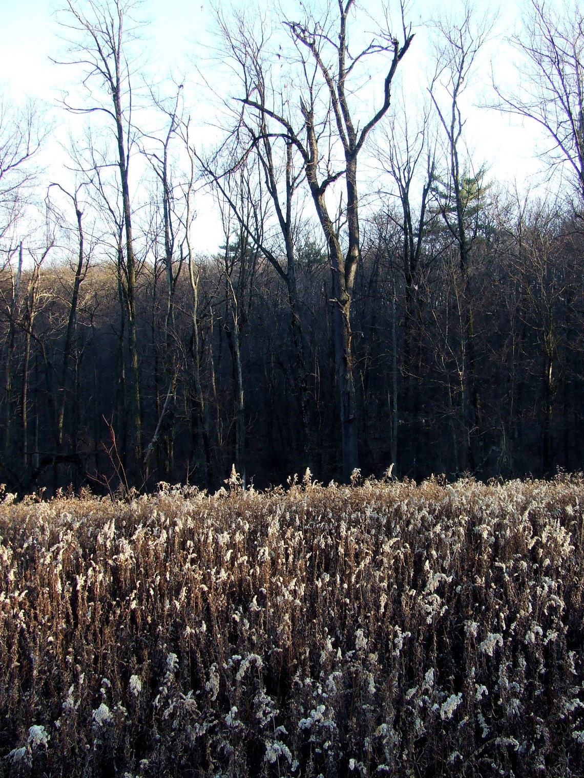 field with dried goldenrod