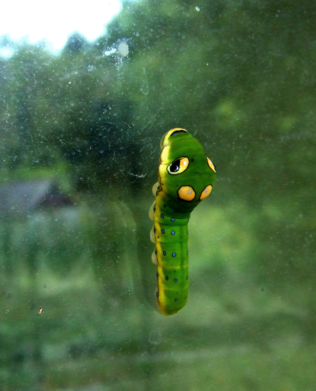 spicebush swallowtail caterpillar