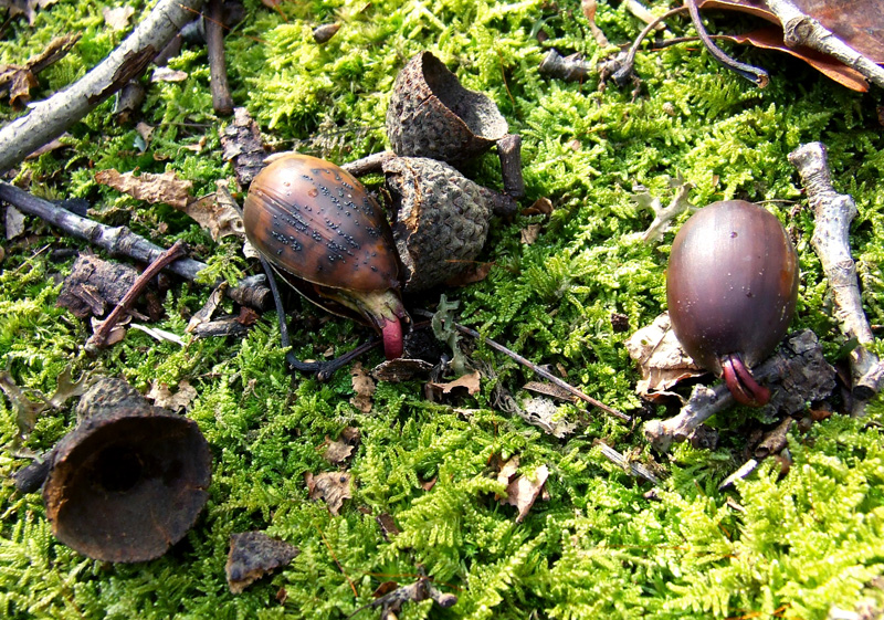 sprouting chestnut oak acorns