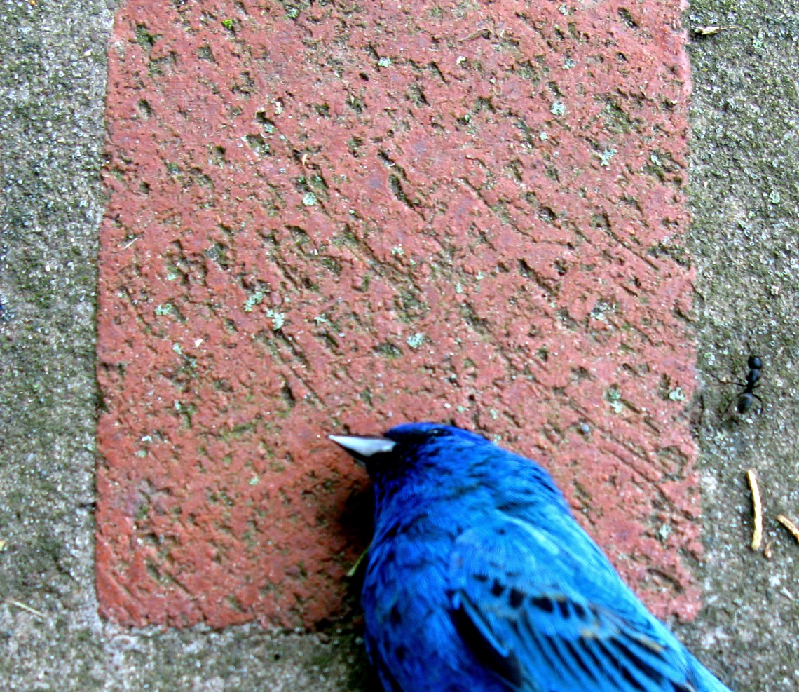 brick with dead indigo bunting approached by an ant