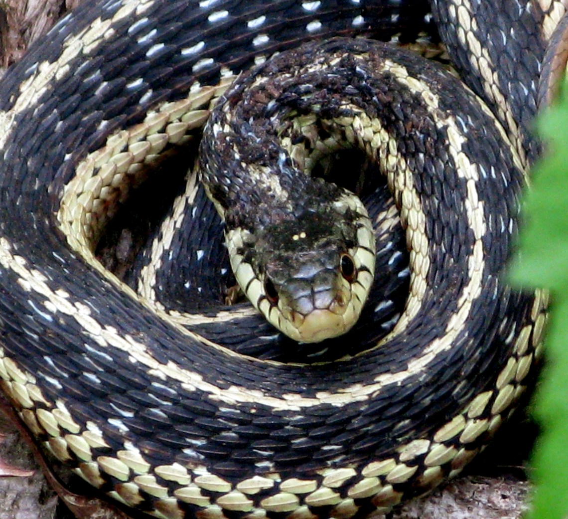 coiled garter snake