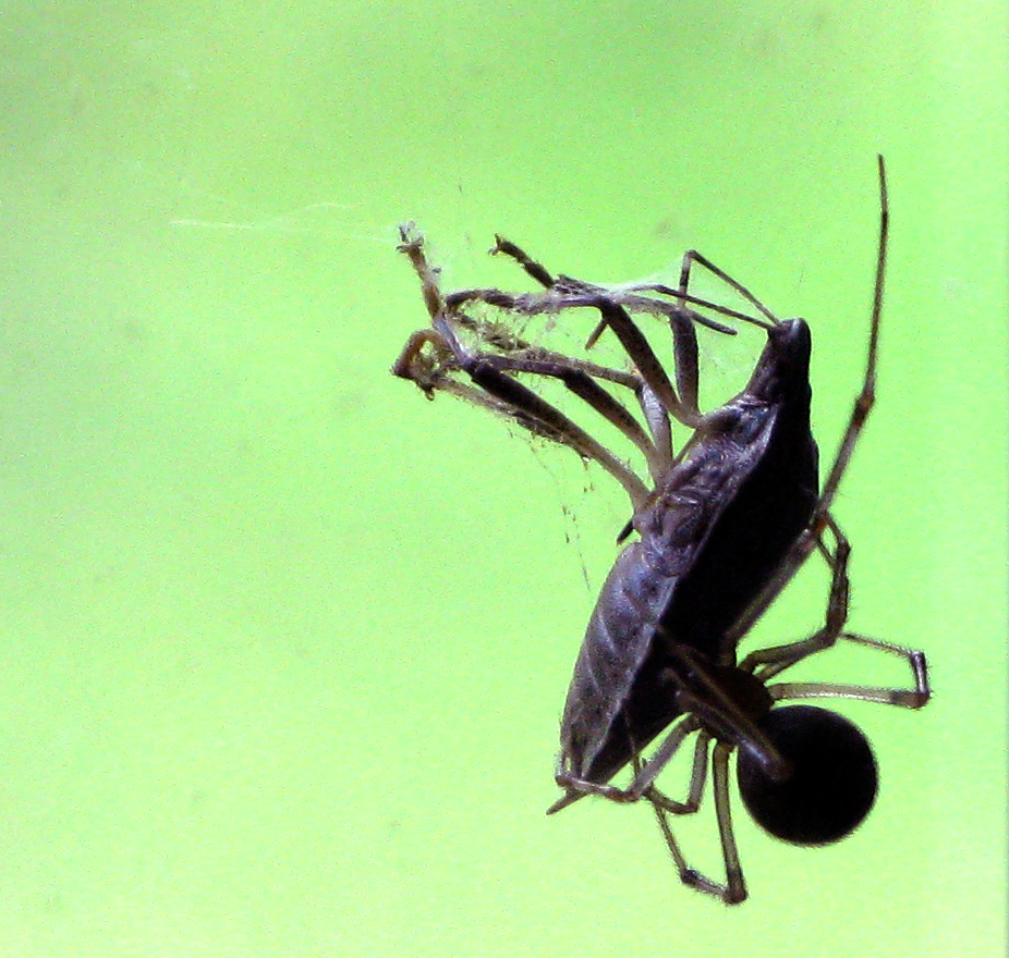 house spider and Asian stinkbug