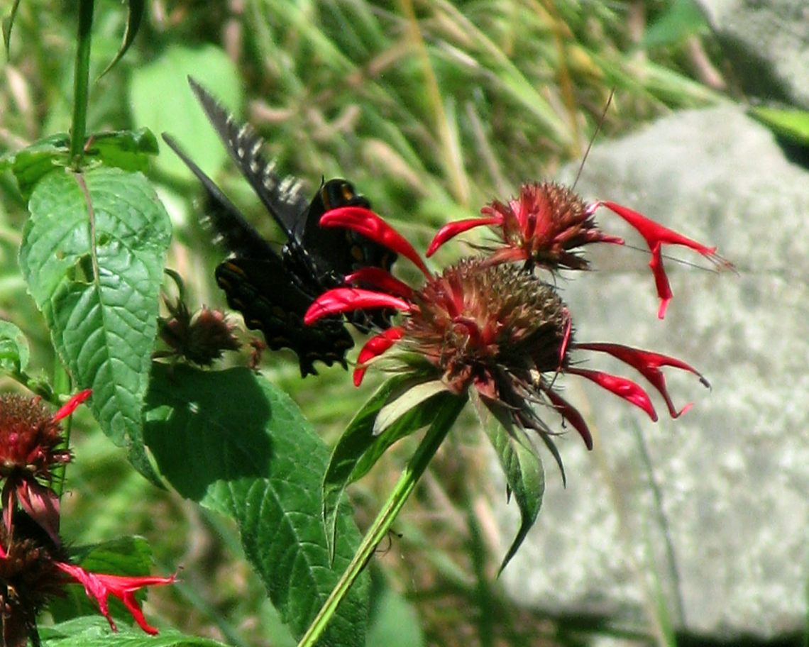 spicebush swallowtail on beebalm
