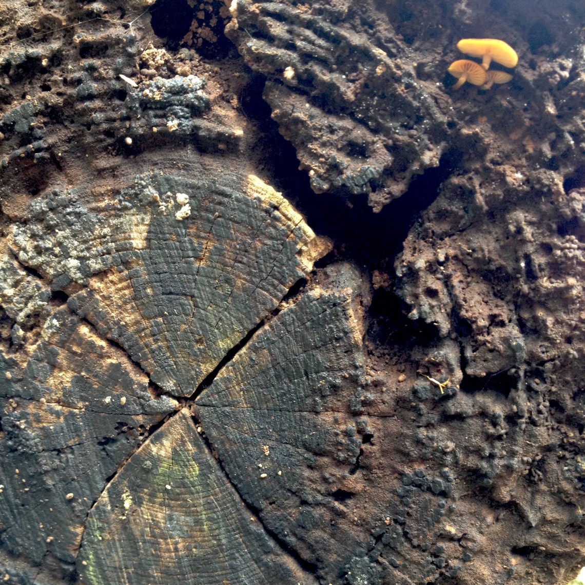 highly worn and pitted end of a log with a small orange mushroom growing out of it and a split in the shape of an X