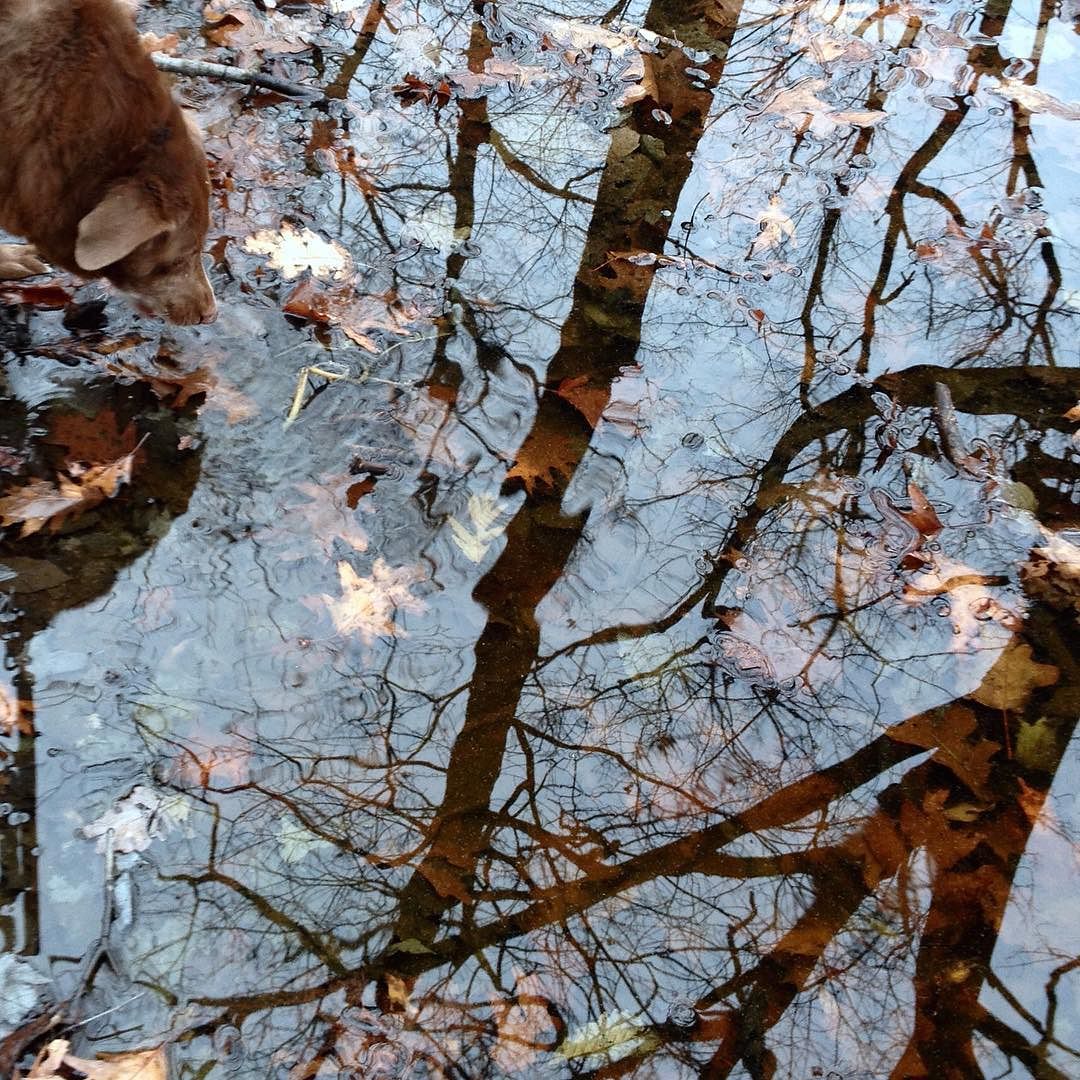 A dog laps at a forest pool with the reflections of bare trees and sky and leaves visible on the shallow bottom.