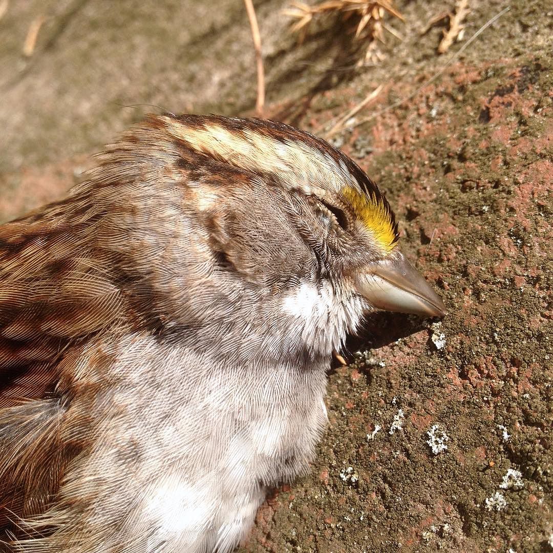 Close-up a dead sparrow on the concrete.