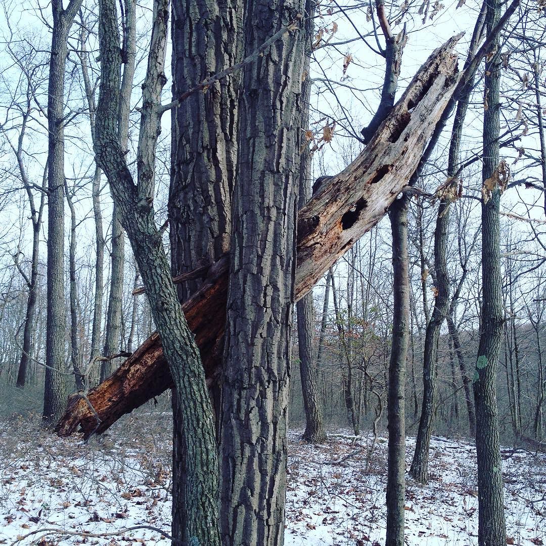 A section of dead tree held up by several living trees.