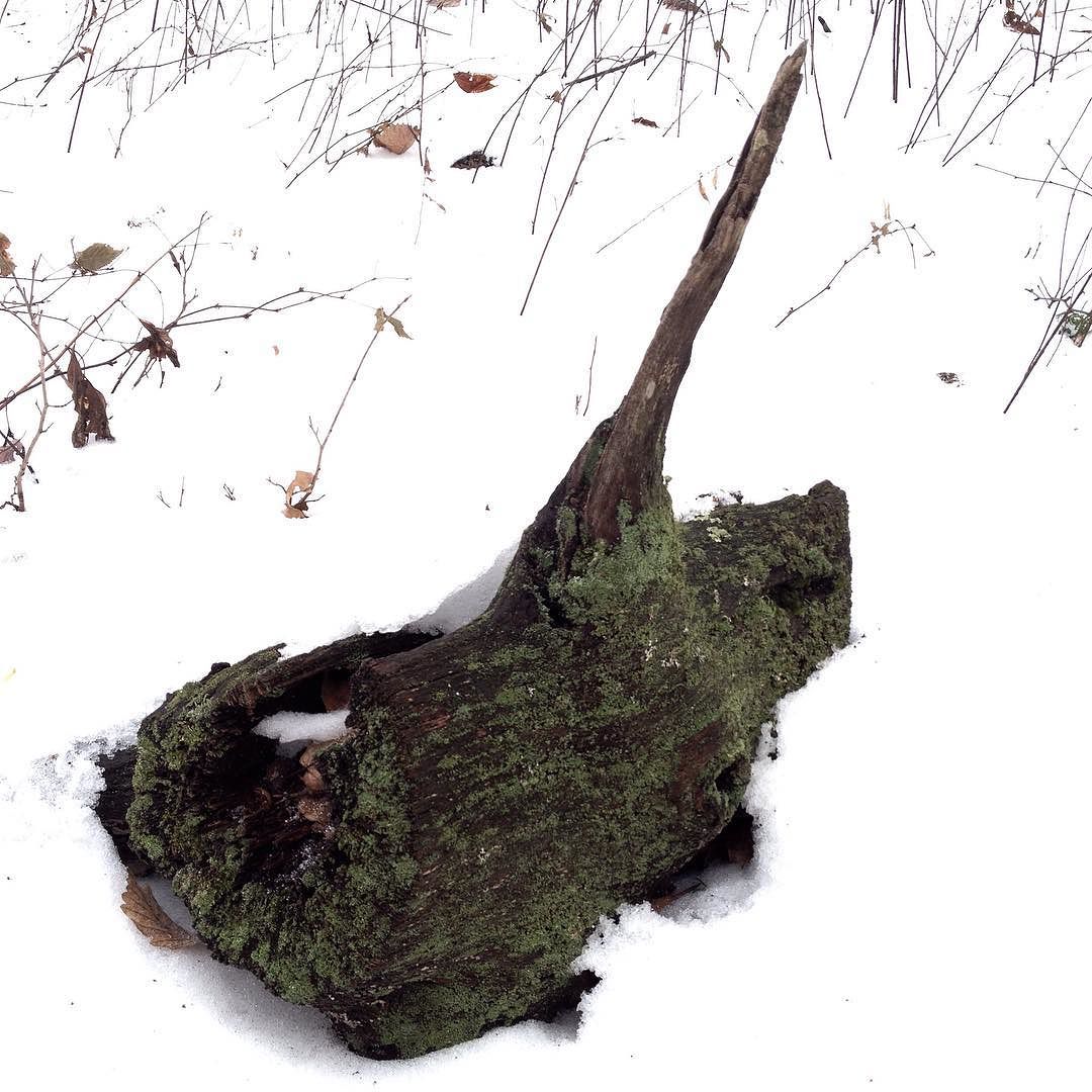 Lichen-covered section of an old log with a sail- or fin-like projection, surrounded by snow.