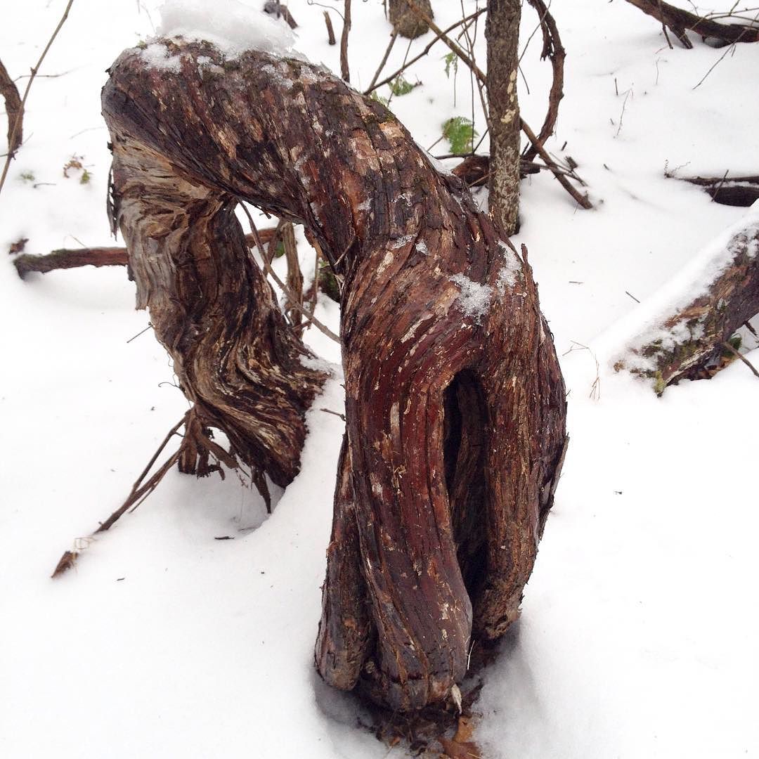 A big loop of very old wild grapevine emerging from the snow and diving back under.