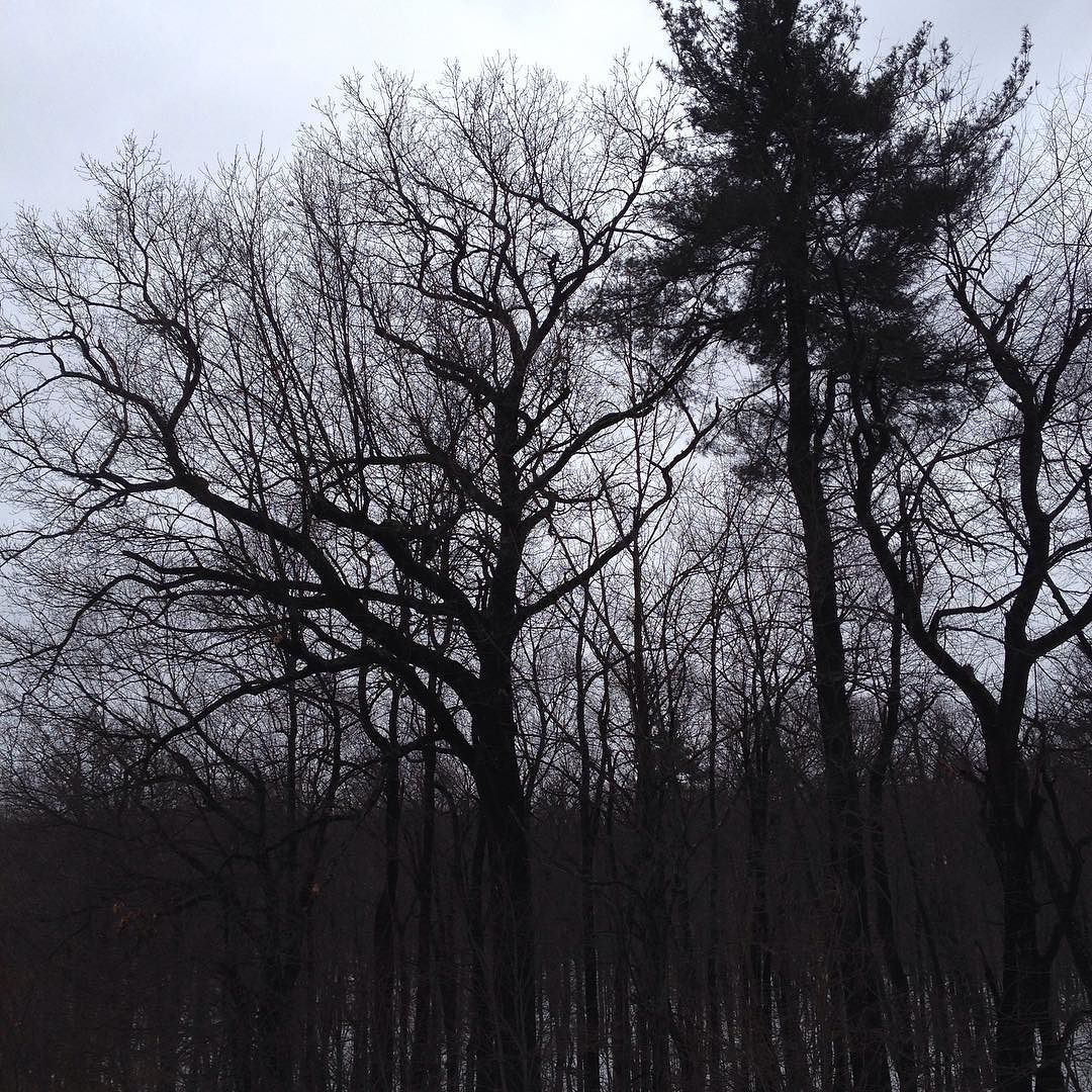 The bare crowns of oaks silhouetted against the sky.