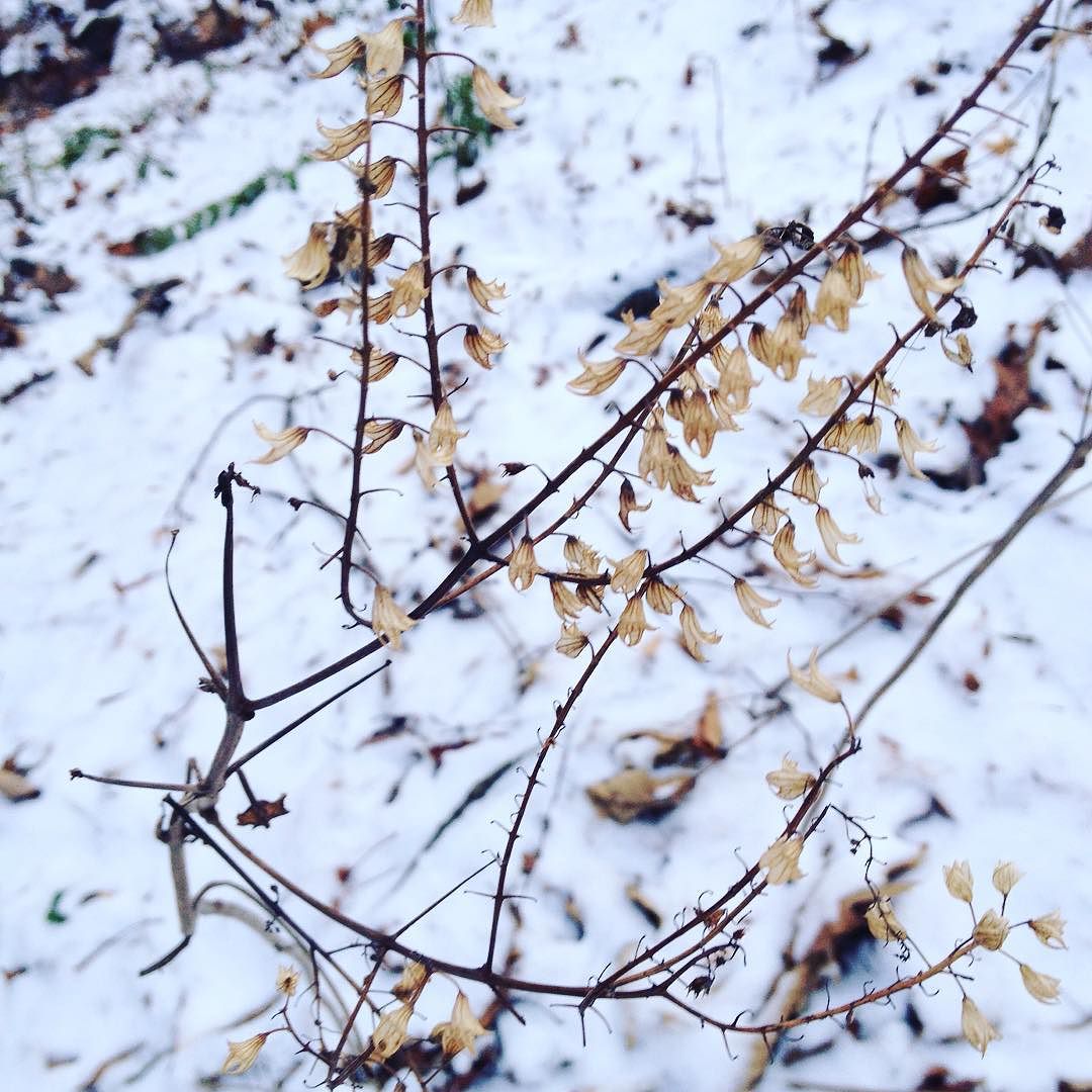 A dried seed-head of horsebalm against the snow.