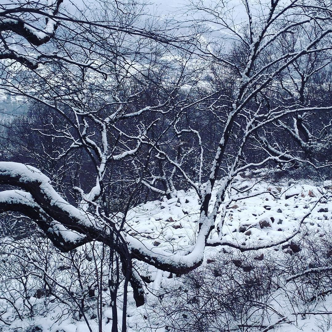 Long limbs of trees reach out into a snow-covered boulder field or block slope on top of a mountain.