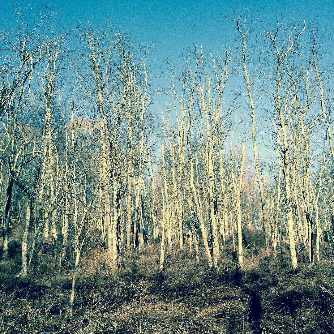 A crowd of young, helf-broken-looking black locust trees lit up against the sky.