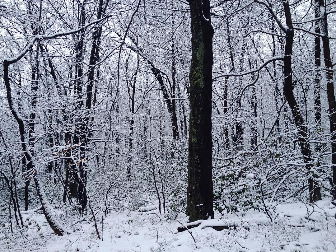 A dark tree trunk surrounded by white, snow-covered bushes and saplings.