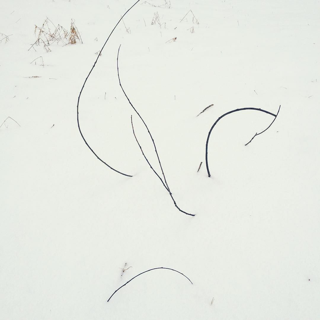 Sticks arching up out of the snow.