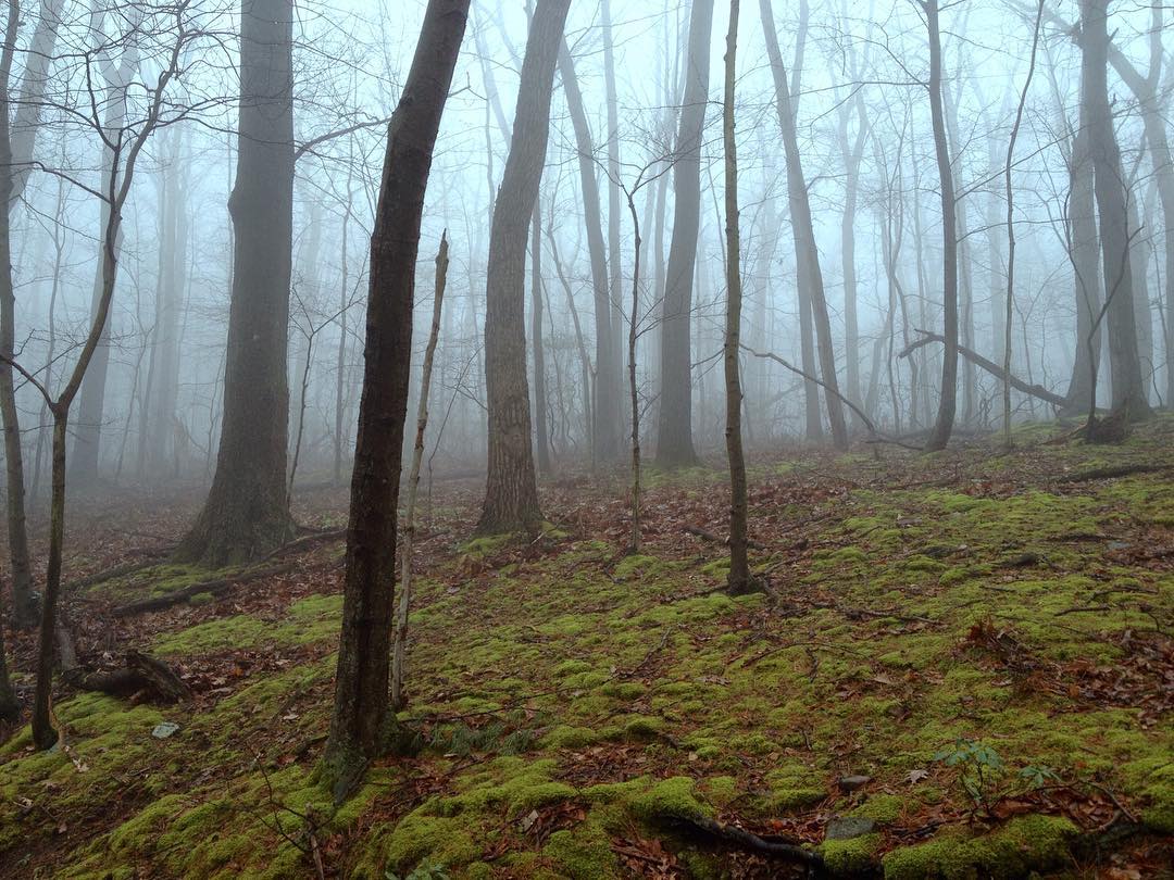 Foggy woods with a bright green carpet of moss.