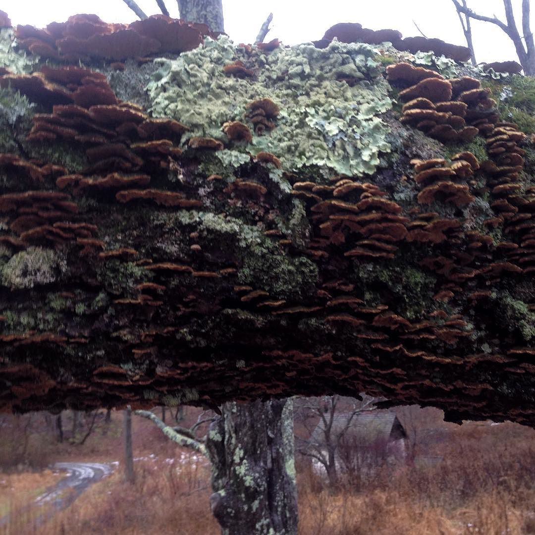 Close-up of a horizontal tree limb covered with foliose lichens and small shelf fungi, with a small house in the background.