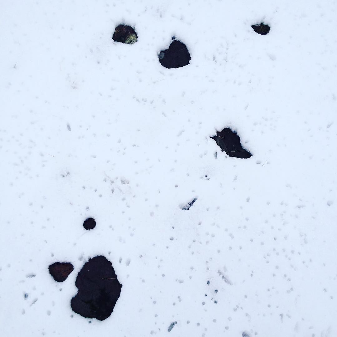 View of the ground with a scattering of rocks that have melted through the snow.