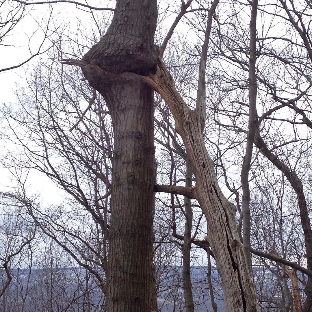 A living tree has grown around and partially absorbed the limb of a dead tree leaning against it.