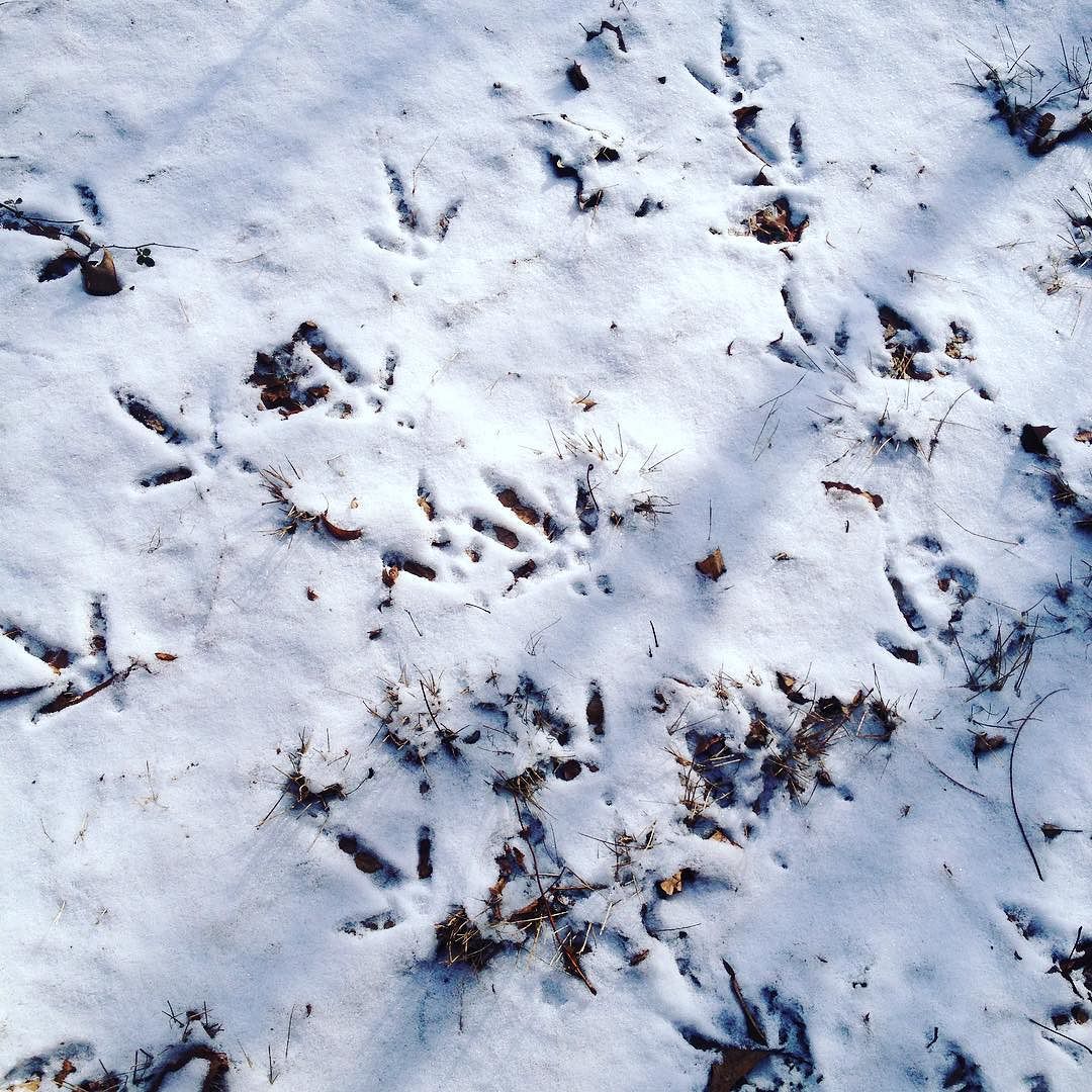 Wild turkey tracks in thin snow, so that each track is brown against the white.