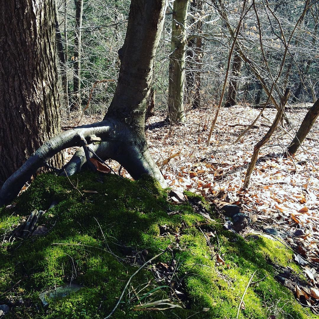 A black birch standing up on three roots atop a moss-covered mound in the woods.