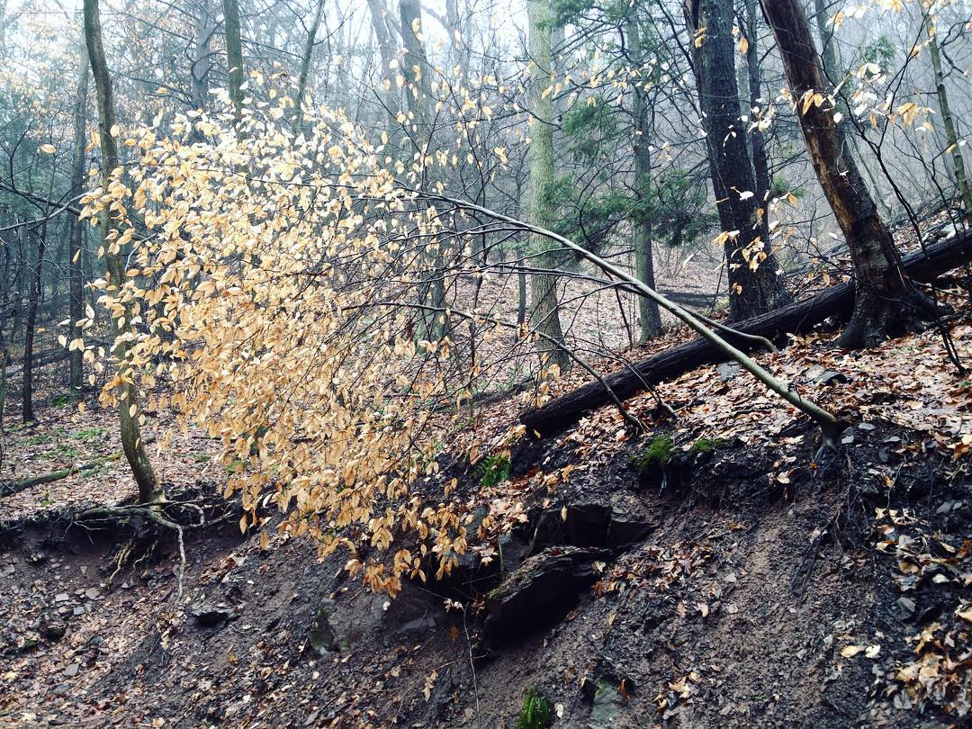 A young beech tree, still clinging to its leaves in winter, has half-fallen over at the top of a muddy bank.