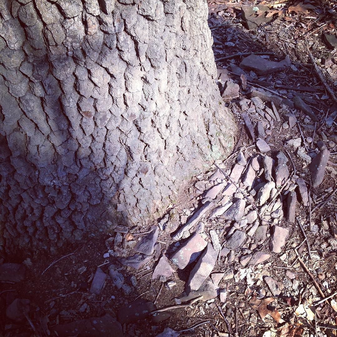 Base of the trunk of a large black gum tree which has pushed up a ring of flat sandstone rocks as it's grown.