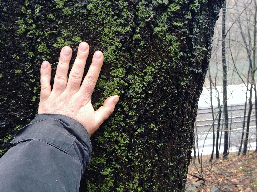A hand resting on an enormous, lichen-covered tree above the railroad tracks.