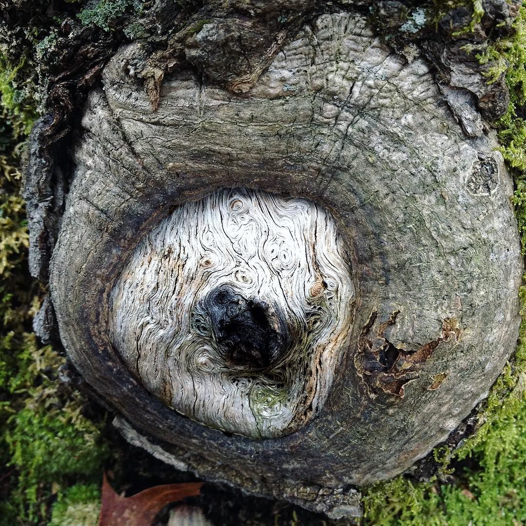 An old branch scar at the base of a tree, partially healed over with a center of pale wood filled with fantastic arabesques.