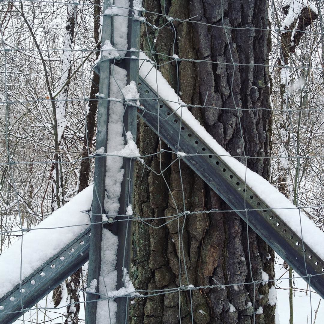 Metal fence posts with fresh snow on them at a corner of a tall fence, with a large black gum tree right on the other side.