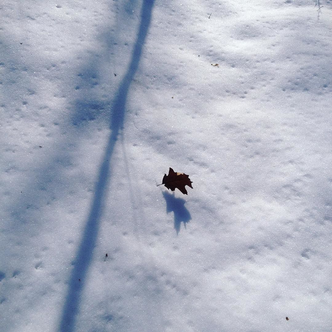 An oak leaf anchored to the snow by its stem.