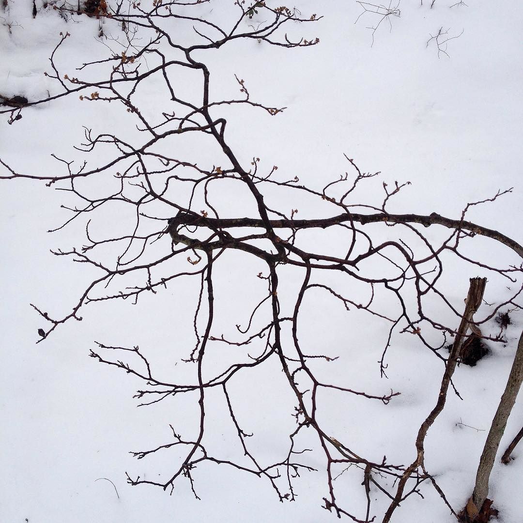 The curved and twisted branches of a bush against the snow.