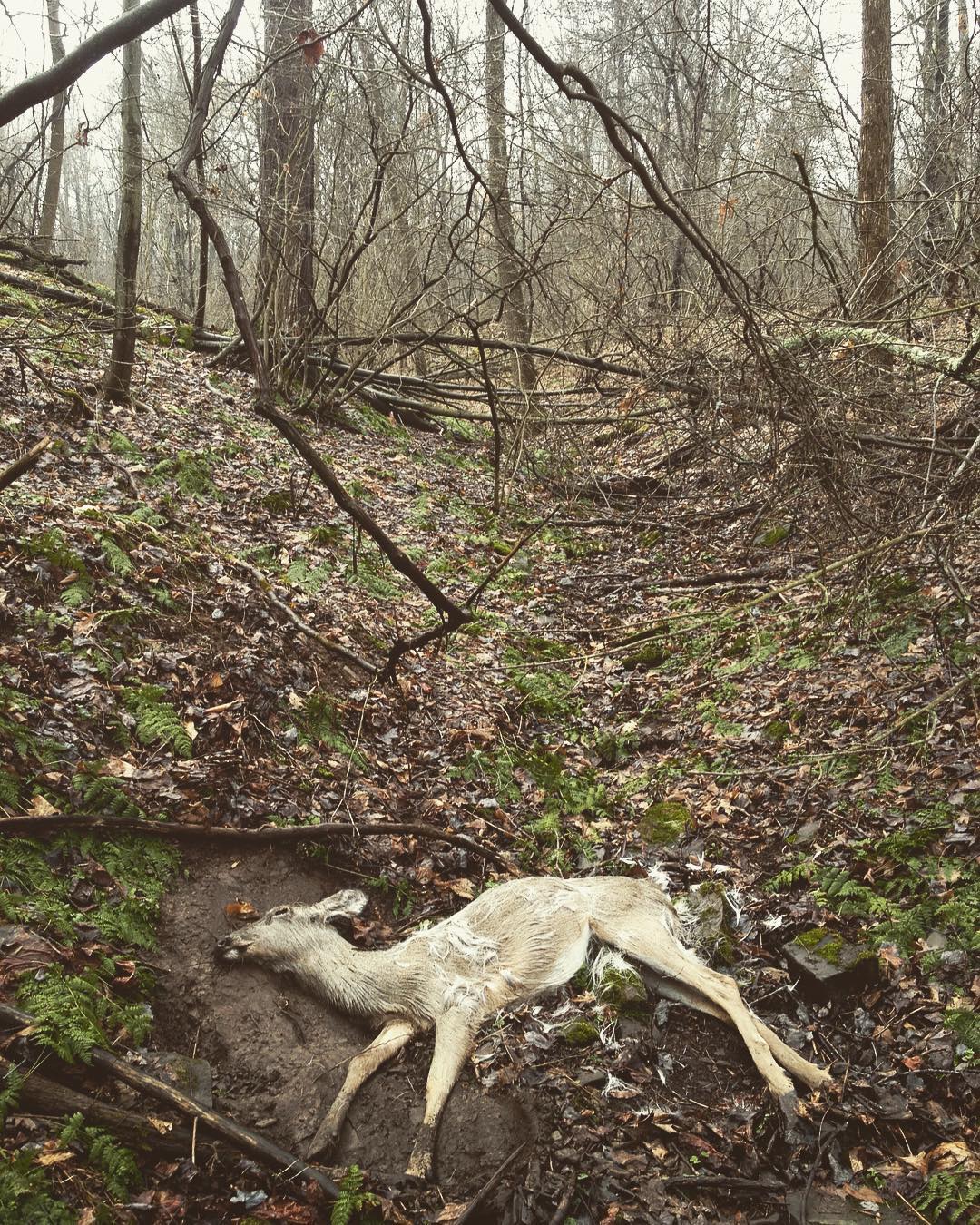 A dead white-tailed deer lying on its side on a steep mountainside in early spring.