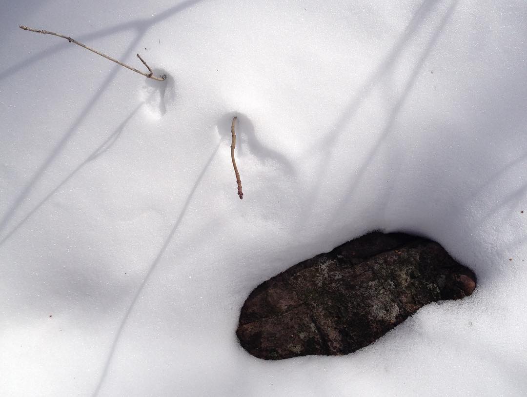 Shadows on snow with a close-up of a rock and two sticks.