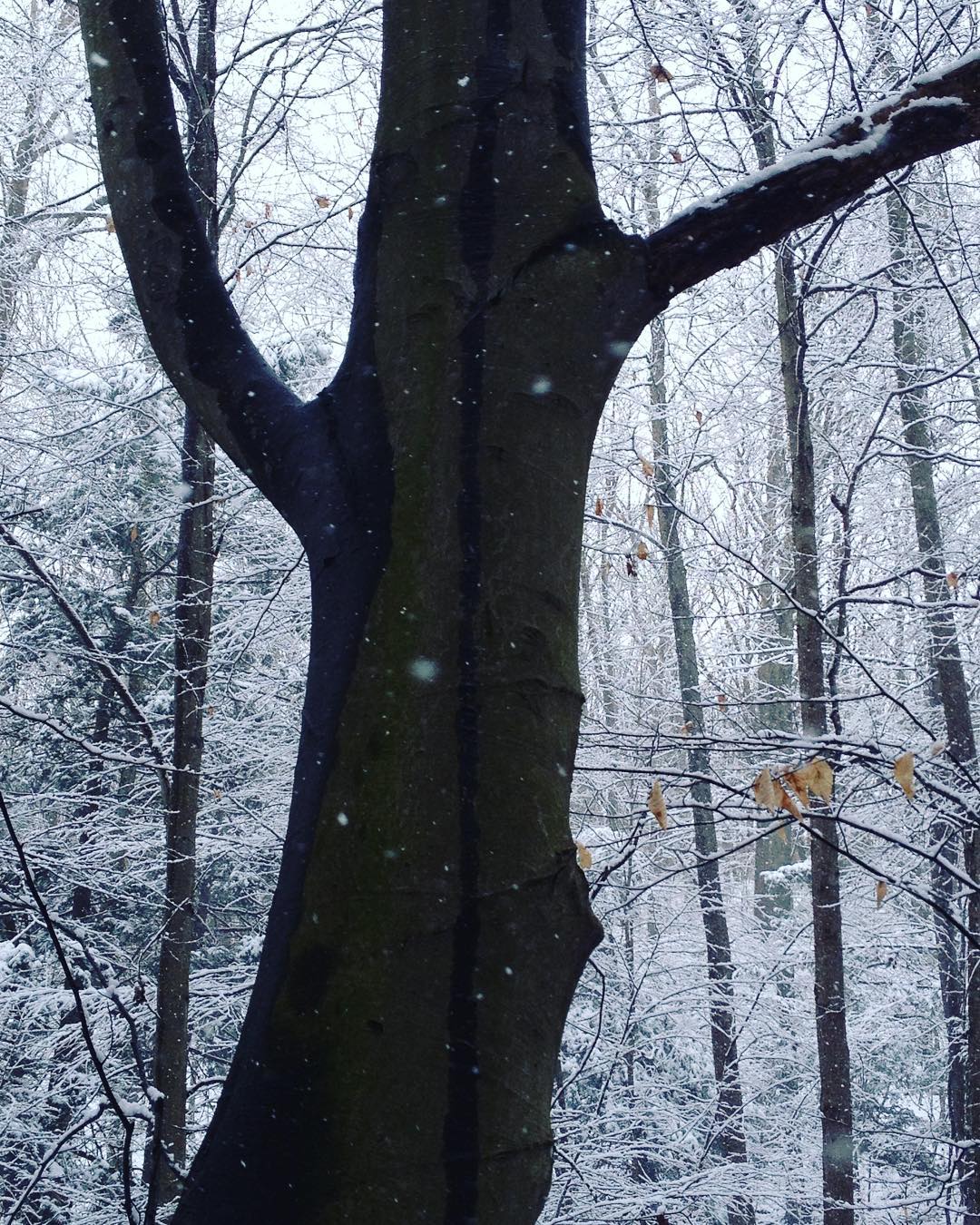 Snow falling against the dark trunk of a beech tree surrounded by a white forest.