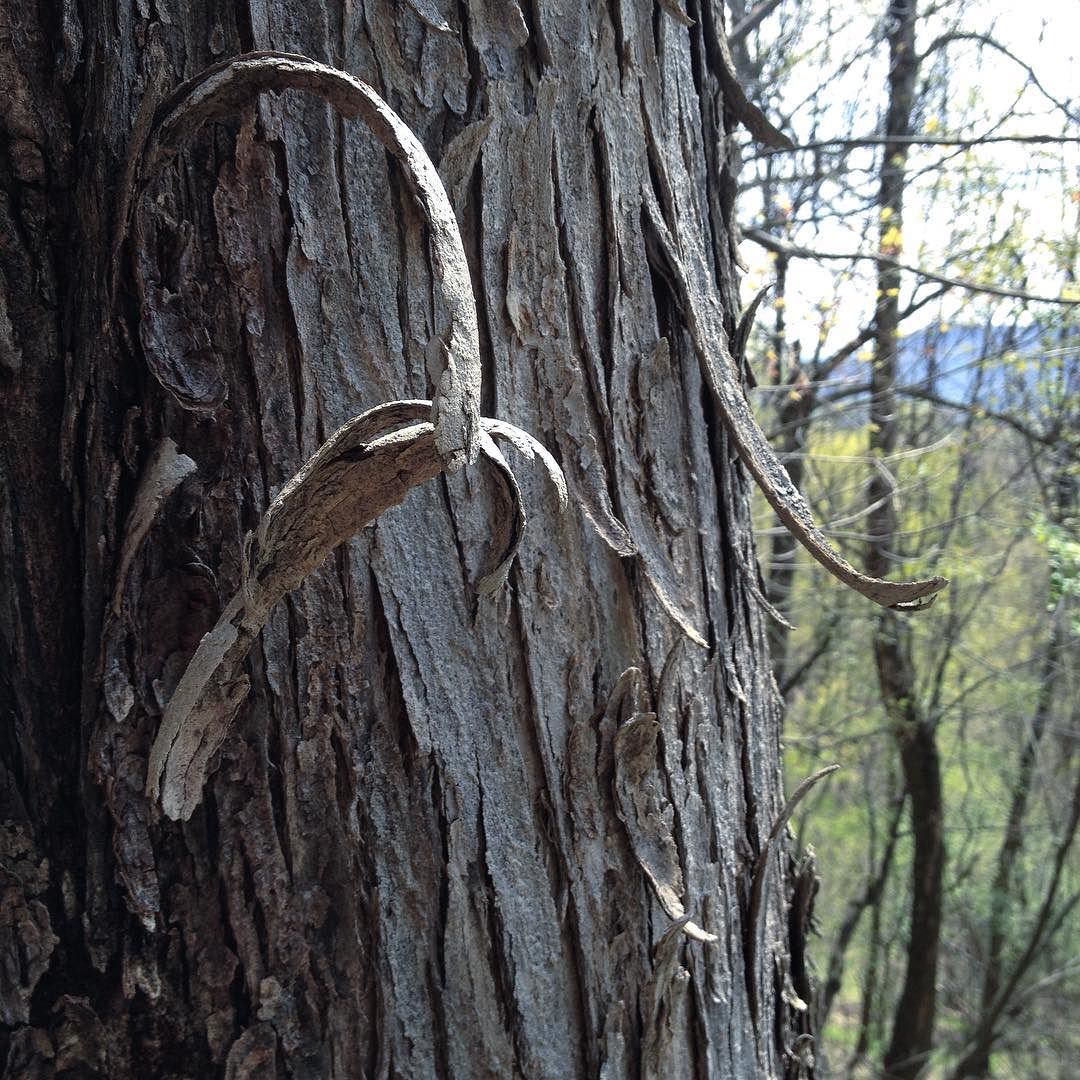 Close-up of loose curls of bark on the trunk of a red maple.