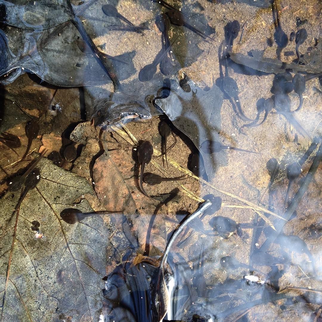 A crowd of wood frog tadpoles in a vernal pond in the woods.