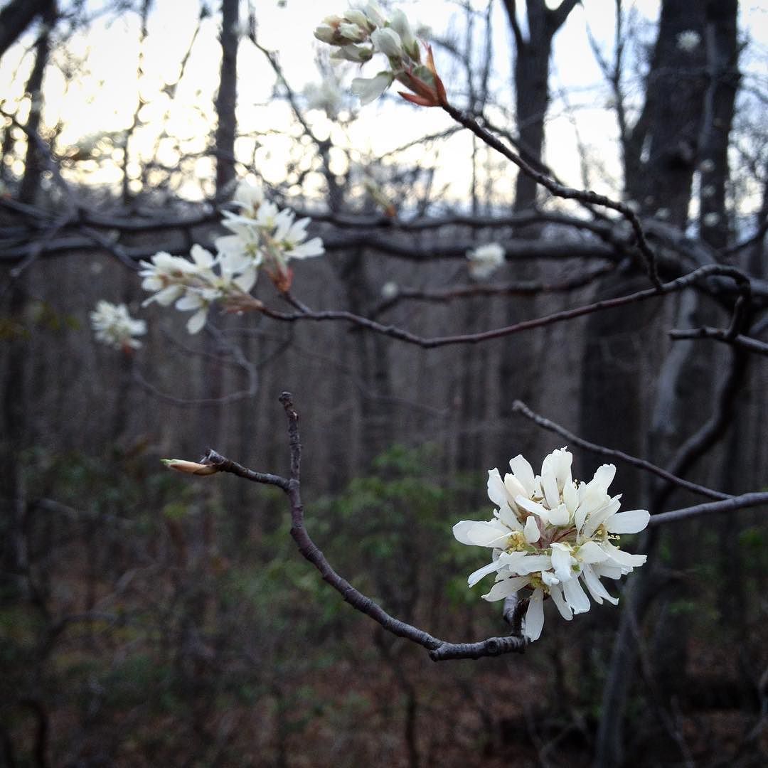 Close-up of a cluster of shadbush blossoms with the dark woods in the background.