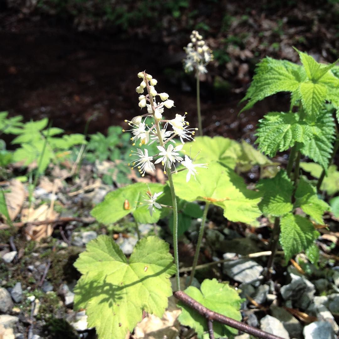 Foamflowers beside a stream.