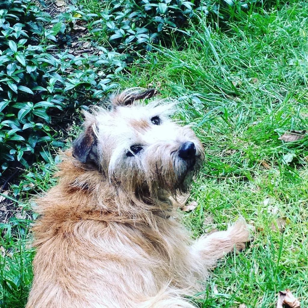 A terier lying on the grass looking back over her shoulder at the camera.