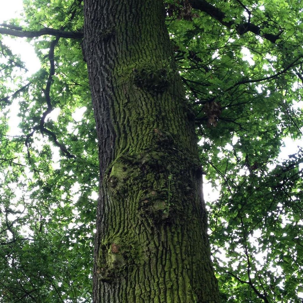 The mossy trunk of an oak tree with face-like burls.