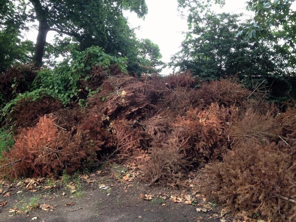 A pile of dead Christmas trees.