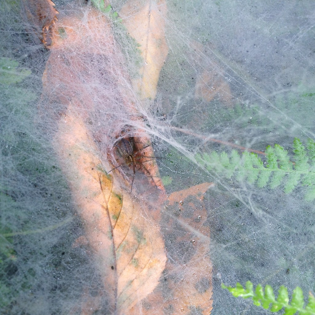 funnel spider in its web, which is dusted with droplets of fog.