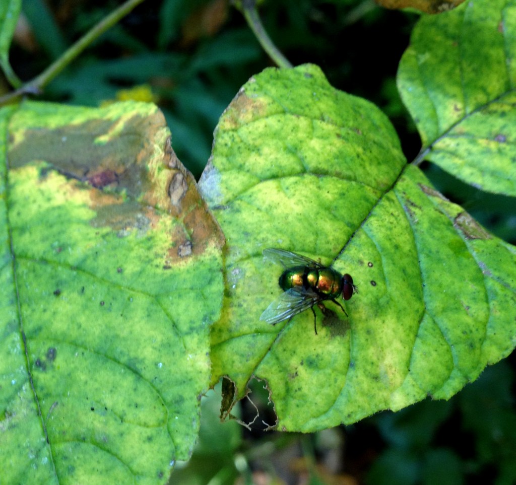 Iridescent green fly on a dying leaf.