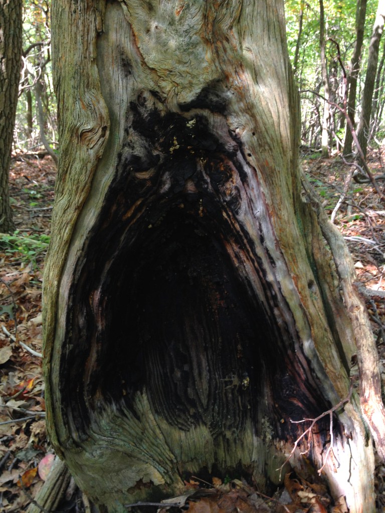 old. charred tree stump in the woods