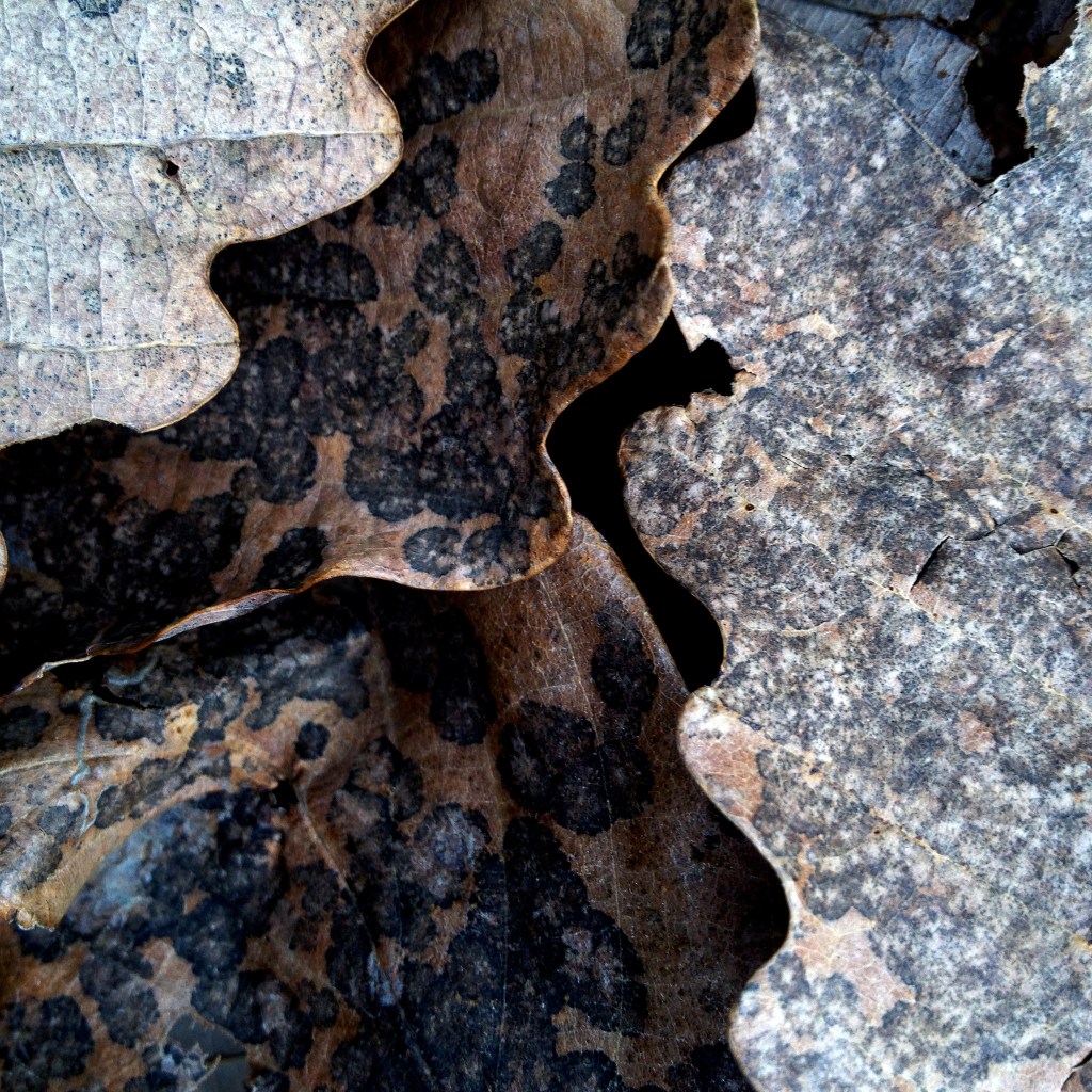 Fallen chestnut oak leaves freckled with dark mold spots.