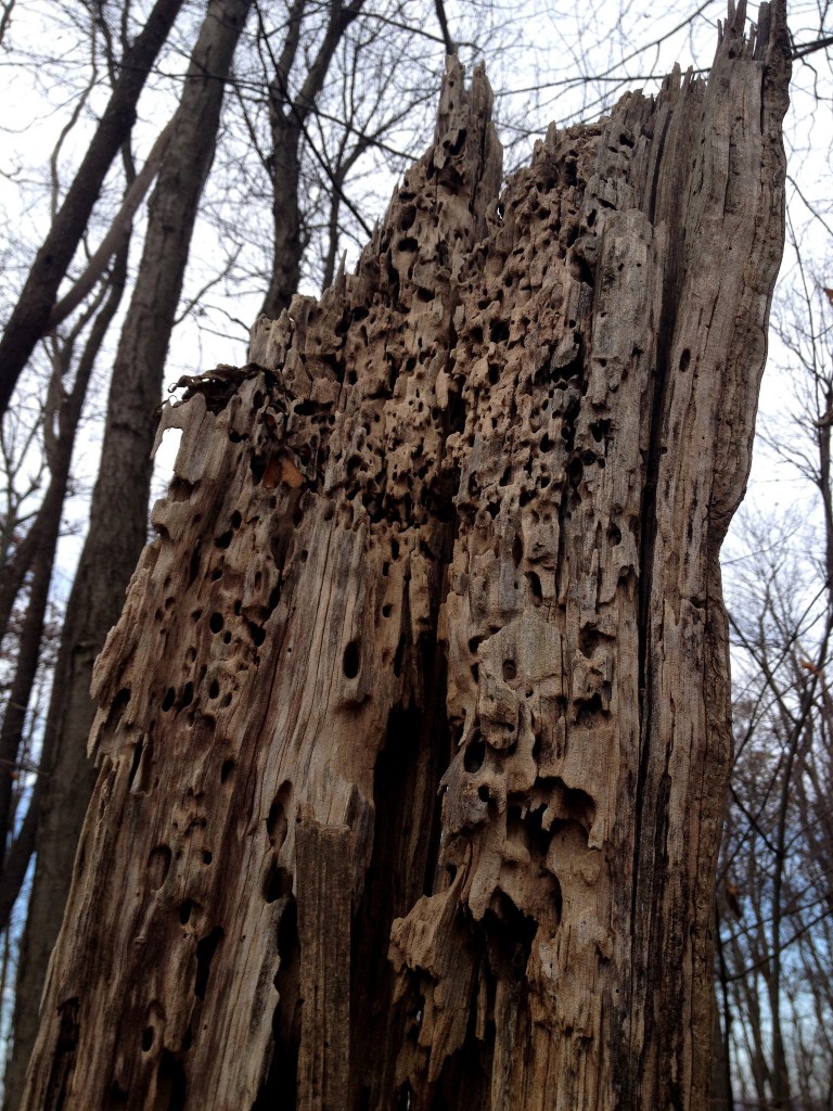 carpenter ant galleries in a dead oak snag in the forest