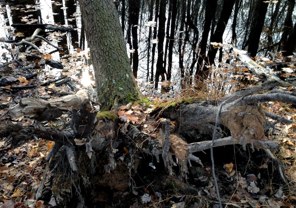 half-uprooted tree beside a forest pool